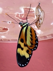 Mechanitis polymnia casabranca