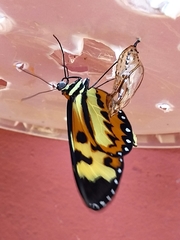 Mechanitis polymnia casabranca