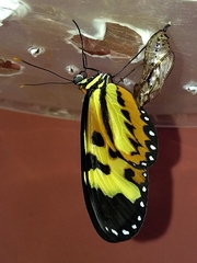 Mechanitis polymnia casabranca