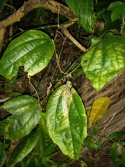 Passiflora intricata