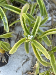 Cakile lanceolata