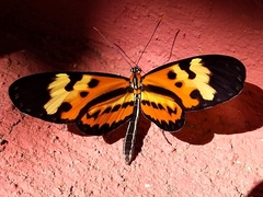 Mechanitis polymnia casabranca