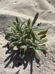 Tournefortia gnaphalodes