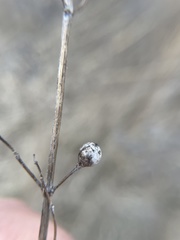 Lasioptera lorrainae
