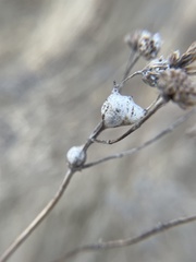 Lasioptera lorrainae