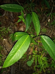 Dieffenbachia seguine