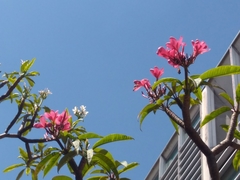Plumeria rubra