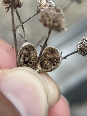 Lasioptera lorrainae
