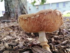 Saproamanita manicata