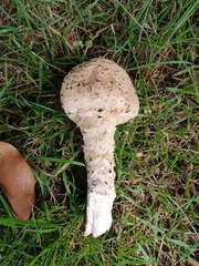 Saproamanita manicata
