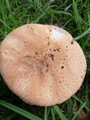 Saproamanita manicata