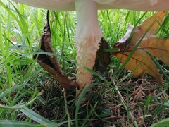 Saproamanita manicata