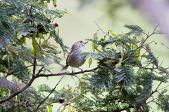 Acanthiza pusilla diemenensis