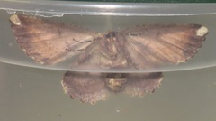 Menophra serrataria