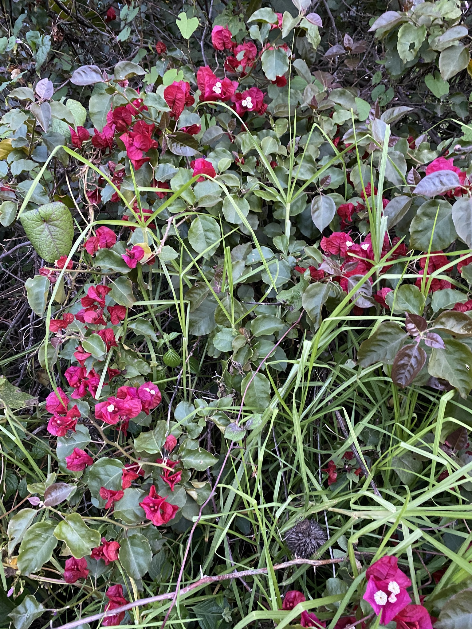 Imagem de Primavera