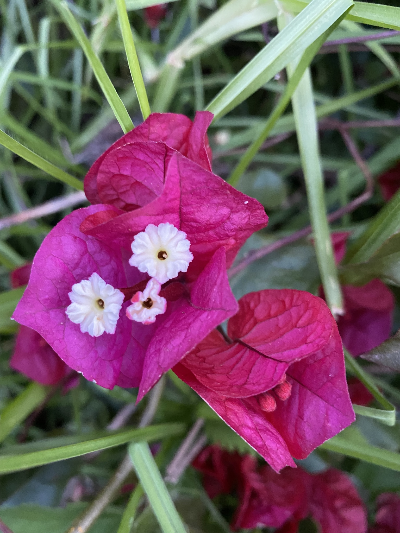 Imagem de Primavera