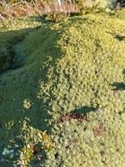Bolax gummifera