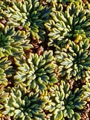 Bolax gummifera
