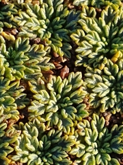 Bolax gummifera