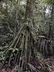 Socratea exorrhiza