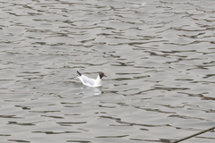 Chroicocephalus ridibundus