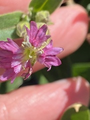 Silene verecunda