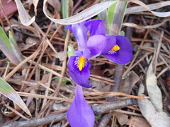 Iris verna smalliana