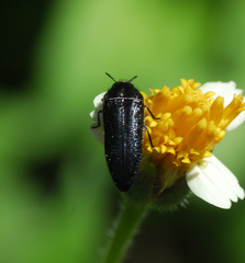 Acmaeodera impluviata