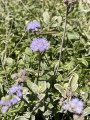 Ageratum maritimum