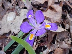 Iris verna smalliana