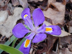 Iris verna smalliana