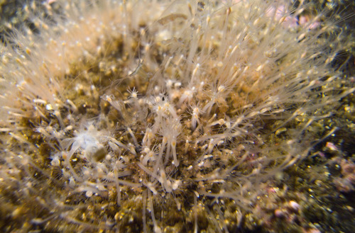 Snail Fur, photo 7 of 7