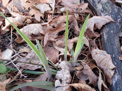 Iris verna smalliana
