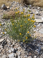 Porophyllum scoparium