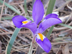 Iris verna smalliana
