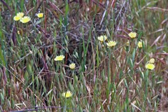Microseris douglasii