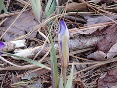 Iris verna smalliana
