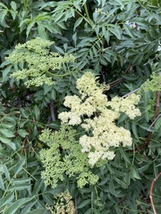 Sambucus cerulea