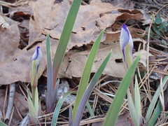 Iris verna smalliana