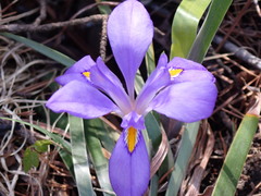 Iris verna smalliana