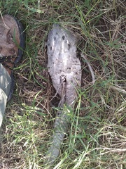 Hypostomus
