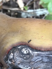 Crematogaster coarctata