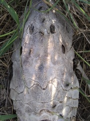 Hypostomus