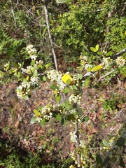Ilex vomitoria image
