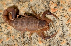 Pseudolychas ochraceus
