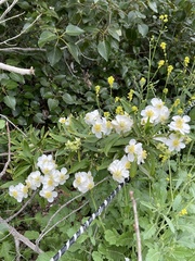 Carpenteria