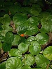 Geophila repens