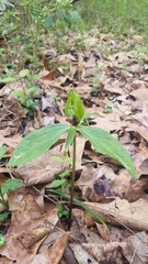Trillium oostingii