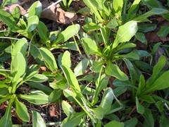 Helianthus longifolius