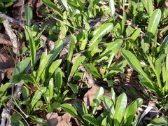 Helianthus longifolius